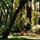 muir-woods-national-monument-old-growth-forest-near-san-francisco