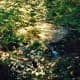 muir-woods-national-monument-old-growth-forest-near-san-francisco