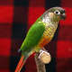 subspecies sordida  This is yellow morph aka yellow sided conure. Green morph is more rare compared to yellow and it is confused with other subspecies to a distant observer.