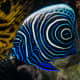 Juvenile Emperor Angelfish