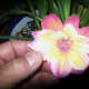 A paper flower laminated to a polymer image - Cosmos