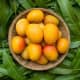 Beautiful, Ripe Orange and Yellow Mangoes