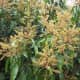 Flowers of the Mango Tree