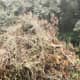 My brush pile.
