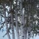 Eight White Birch Trees