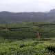 Tea Gardens at Munnar .... Vanita Thakkar (2009)
