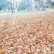 Get out there and rake those leaves!