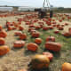 I love visiting pumpkin patches.