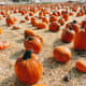 Pumpkins suit the season in both flavor and color.