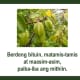 bugtong-filipino-riddles-ii