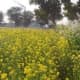 has-globalization-changed-rural-india