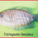 Trichogastr fasciatus