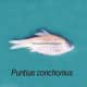 Puntius conchonius