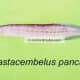 Mastacembelus pancalus