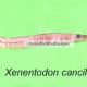 Xenentodon cancila