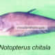 Notopterus chitala