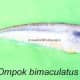 Ompok bimaculatus
