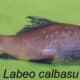 Labeo calbasu