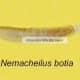Nemacheilus botia