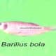 Barilius bola