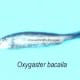 Oxygaster bacaila 