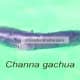 Channa gachua 