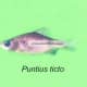 Puntius ticto