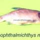Hypophthalmichthys molitrix