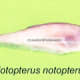 Notopterus notopterus