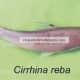 Cirrhina reba