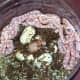 breeding-cornsnakes