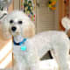 Miniature Poodle