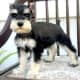 miniature-schnauzers