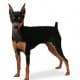 Miniature Pinscher