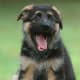 owning-a-german-shepherd