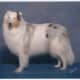 Double merle collie with perfect sight, but deaf in one ear. (Trailblazer's North Star: Pepper)