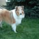 Sable merle collie, with hardly visible merle markings! (Trailblazer's Heart of Gold: Isaac)