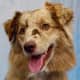 Red merle Australian Shepherd.