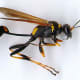 Wasp