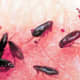 Fleas