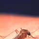 Mosquito