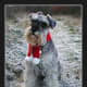 schnauzer-pictures