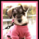 schnauzer-pictures