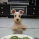 schnauzer-pictures