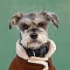 schnauzer-pictures