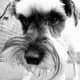 schnauzer-pictures