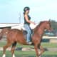 arabian-horses-are-not-crazy