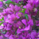 bougainvilleas