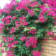 Bougainvilleas are the most colorful flowering plants but they can be rampant climbers. Must be pruned to keep from getting too out of control.