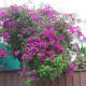 bougainvilleas